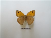 藏品(蛇目蝶科)的圖片